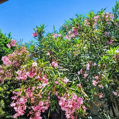 Isabella By Interhome 阿斯科纳